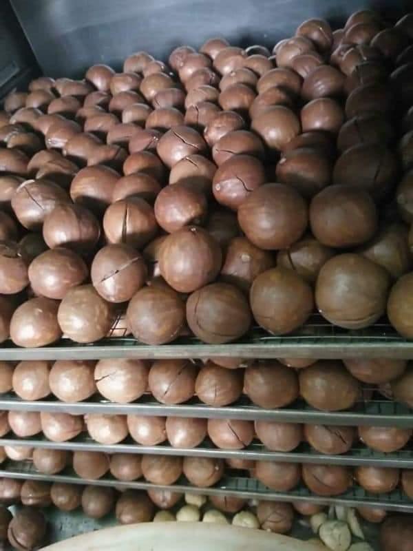 1kf hạt macca đăk lăk