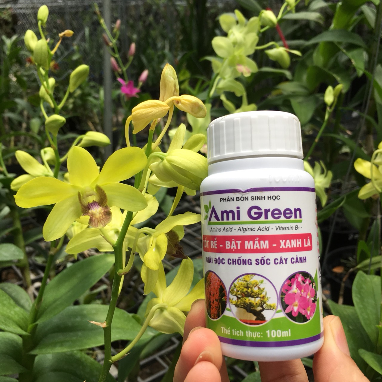 Phân bón sinh học AMI GREEN chuyên chống sốc và giải độc cho hoa Lan - hoa cảnh giúp tốt rễ - bật mầm - xanh lá - hoa to | Vạn Tín Store
