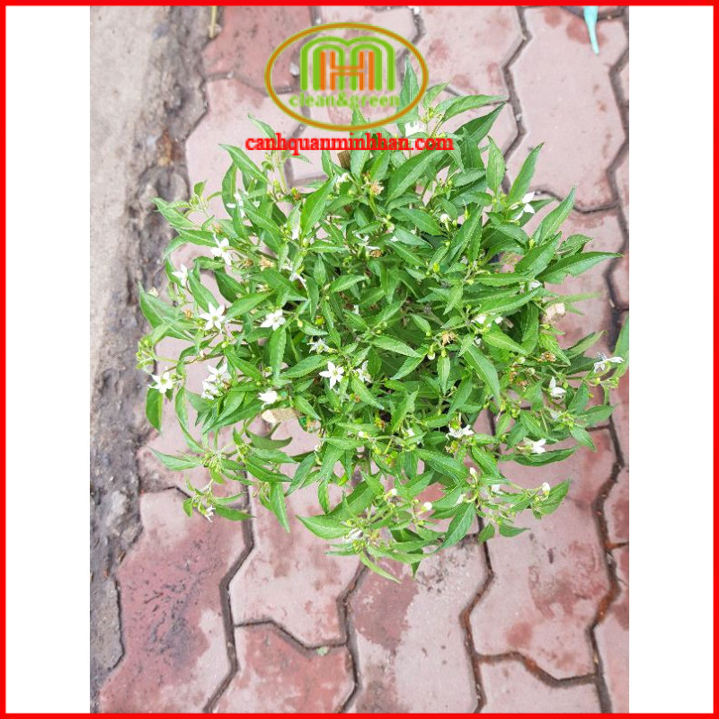 Cây ớt hiểm đang có hoa trái xum xuê như hình|Minh Hân Garden