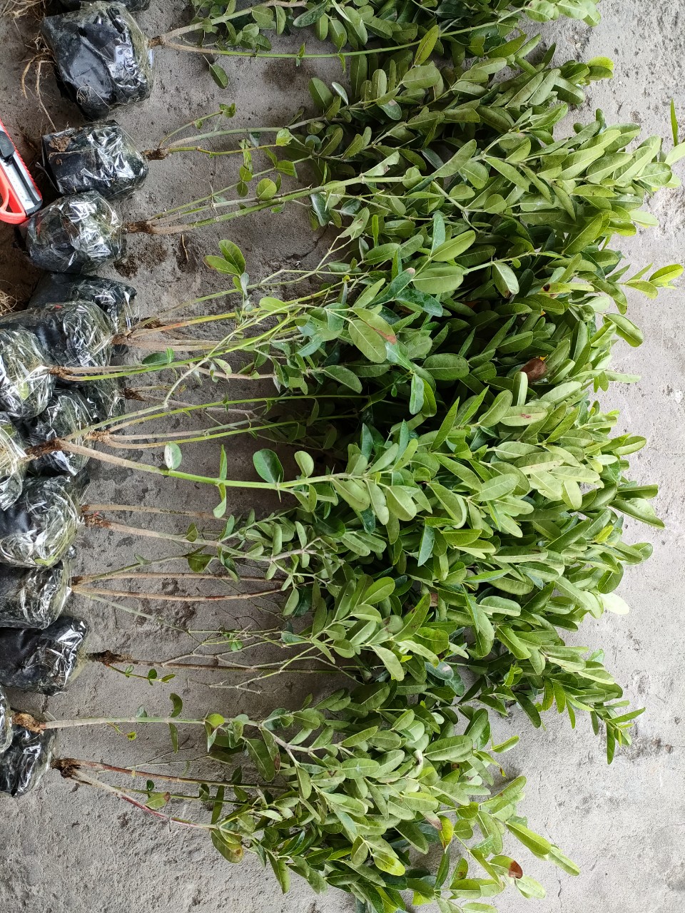 5 cây siro giống giá 102k