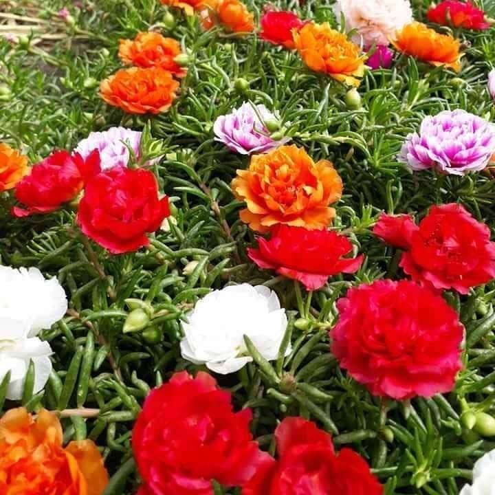 100 hạt giống hoa 10h mỹ