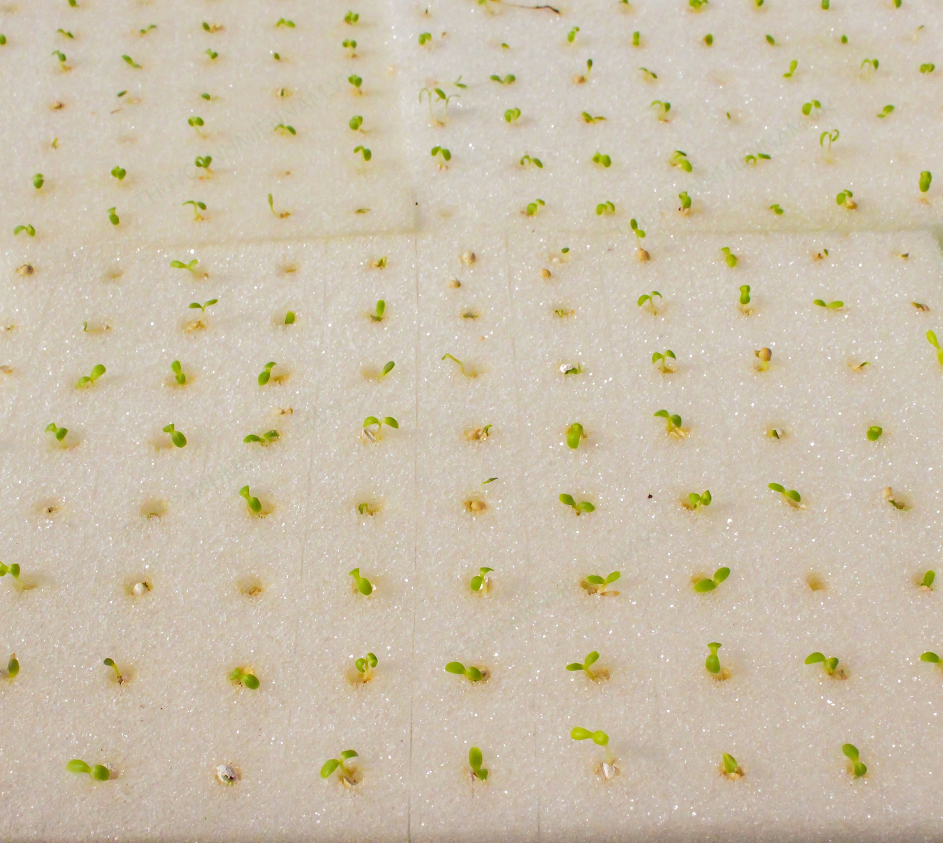 Bộ 10 Khuôn Ươm Hạt Bằng Mút Xốp Khớp Rọ PVC~500 đơn vị ươm 40cmx20cm