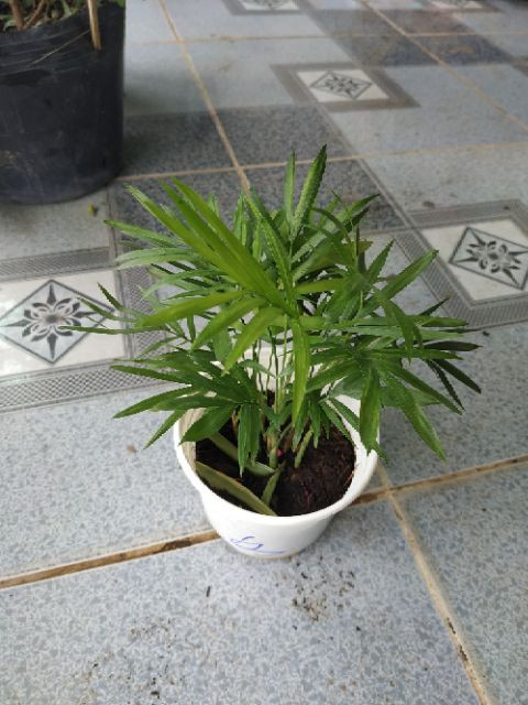 Cau Tiểu Trâm