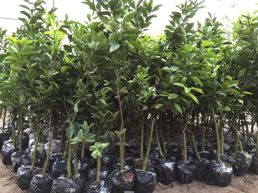 cây giống Bưởi choai 1,2,3,4 tuổi đủ loại, cây giống gửi đi nguyên bầu