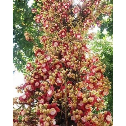 Cây giống sa la