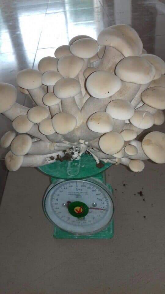 combo 10 phôi nấm đùi gà