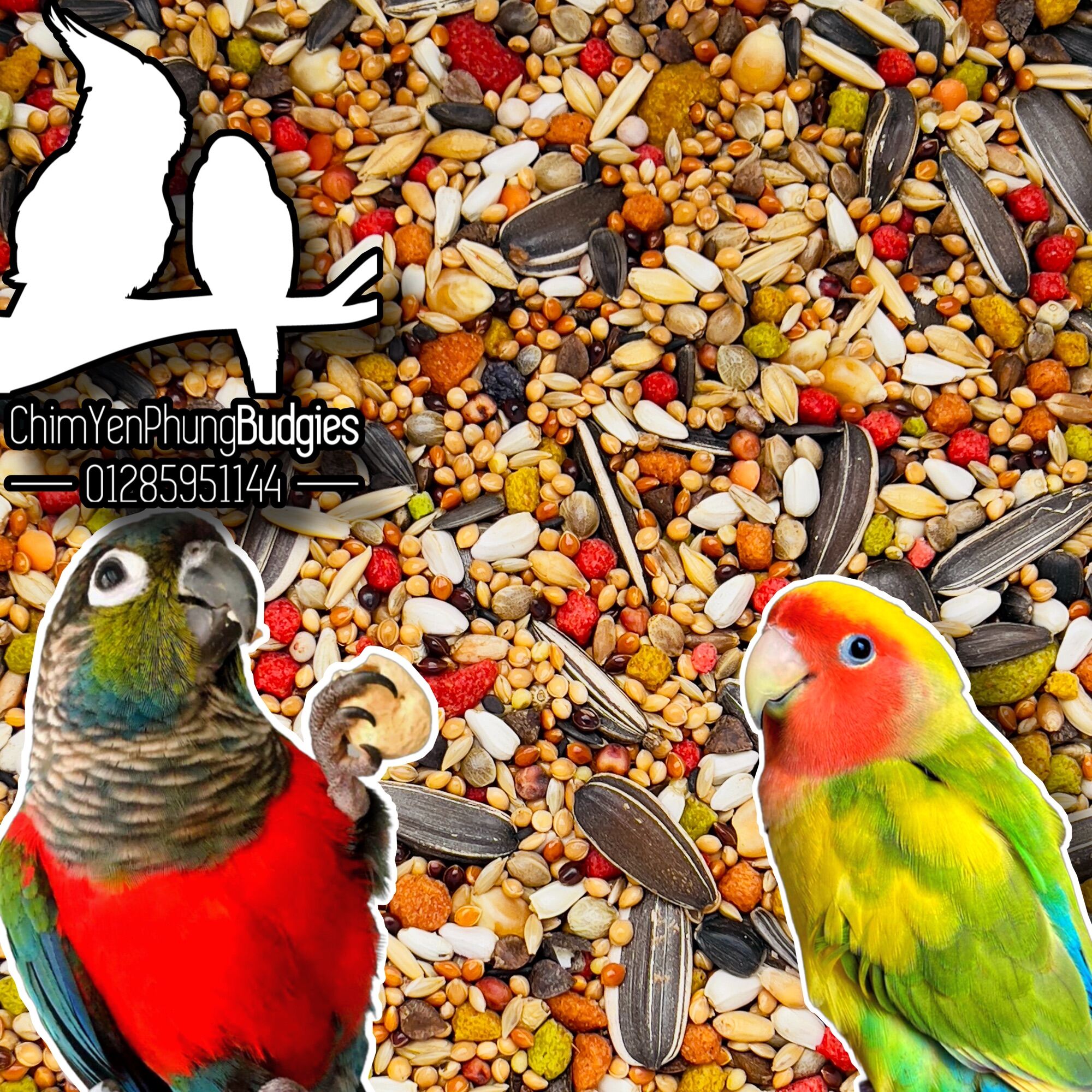 500g hạt hỗn hợp + Zupreem cho Vẹt (Lovebird, Cockatiel, SunConure...)