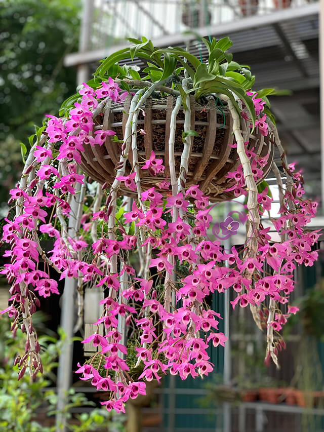 Hoa lan trầm rồng đỏ 2 thân trồng trong chậu phi 14