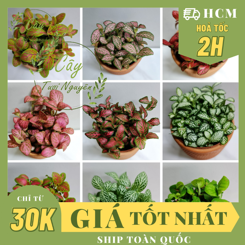 [Mua 2 giảm 15K ship] CÂY CẨM NHUNG FITTONIA (cây may mắn), (cao 5cm), cây phong thủy hút tài lộc để bàn mini GIÁ RẺ, lọc không khí, Cây Tươi Nguyên CTN0140