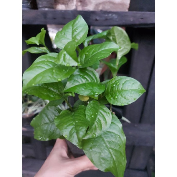 Cây bạch hoa xà