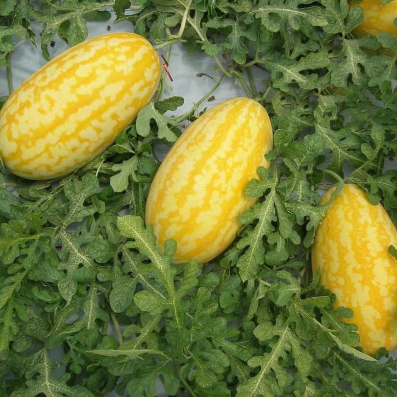 Hạt giống dưa hấu thỏi vàng