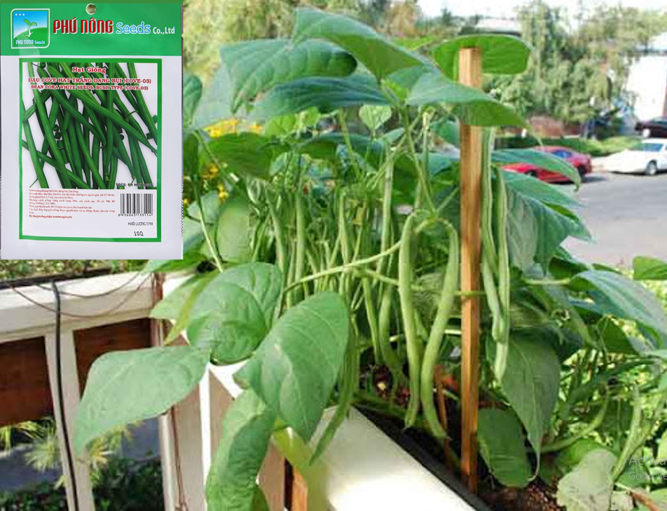 Gói 10Gr - Hạt Giống Đậu Cove Bụi Lùn Phú Nông (Đậu que) - Dễ trồng, tỉ lệ nảy mầm cao, sinh trưởng mạnh, kháng bệnh tốt HaBeL Store