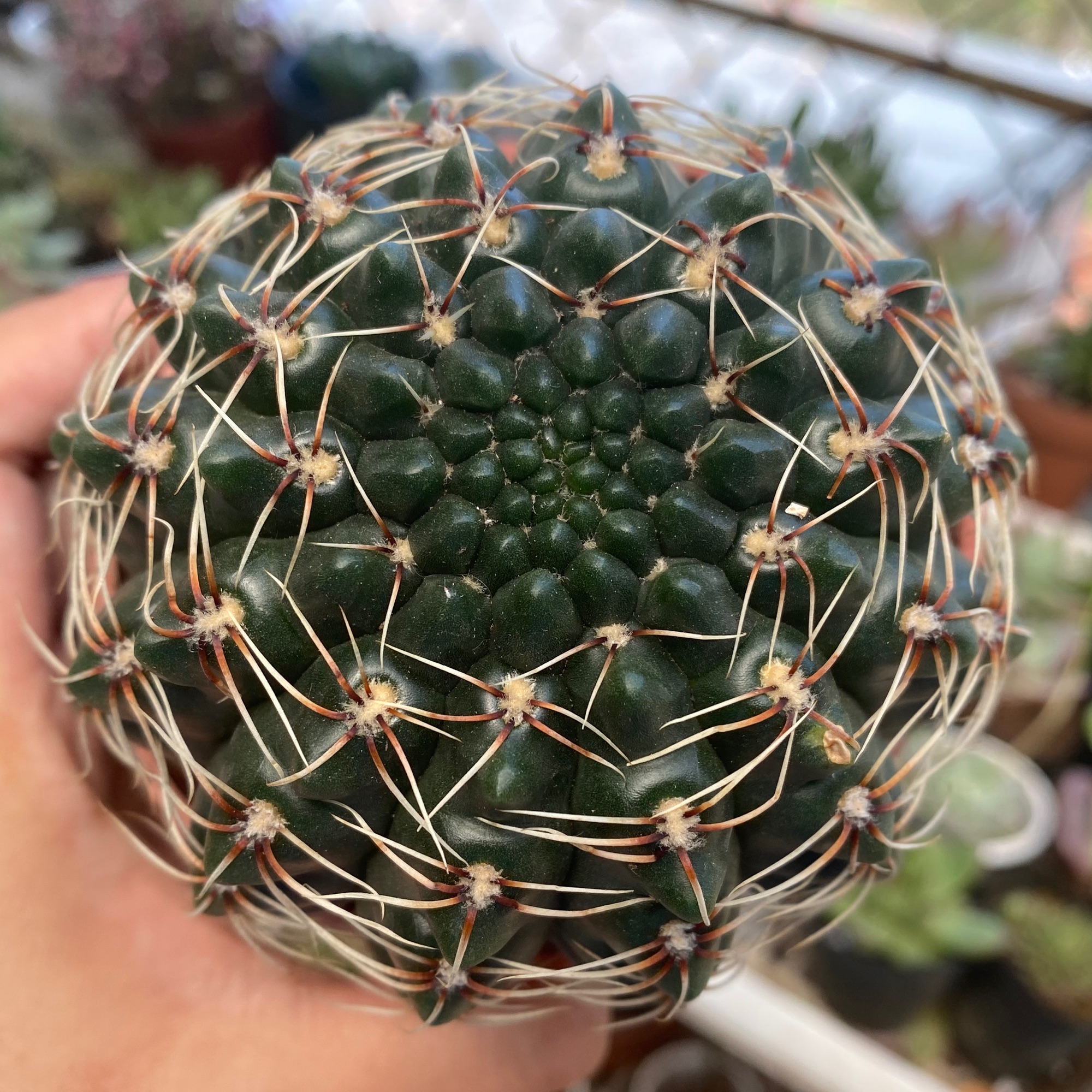 Xương rồng thần long lớn 10cm