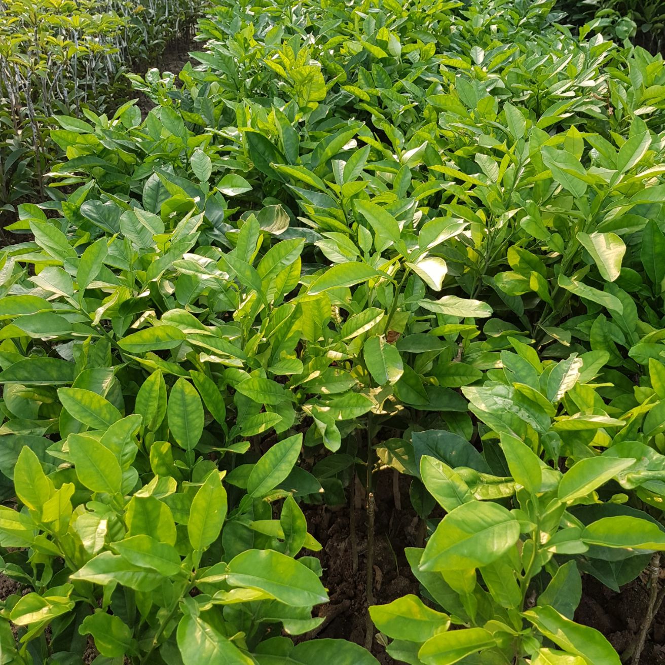 Cây bưởi vàng