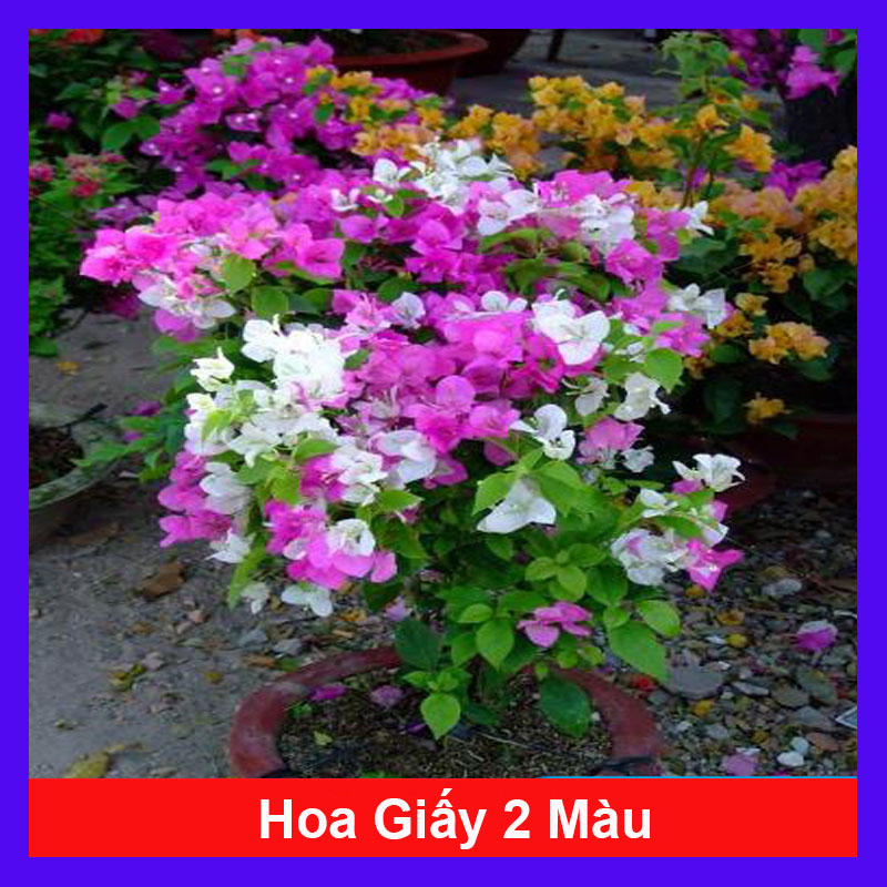 Cây bông giấy 2 màu - hoa giấy cao bồi - caykiengsadec