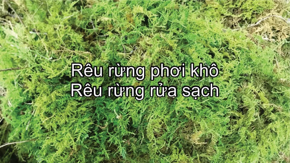 300gr rêu rừng xanh giữ ẩm - rêu xanh giữ ẩm - ốc mượn hồn hcm