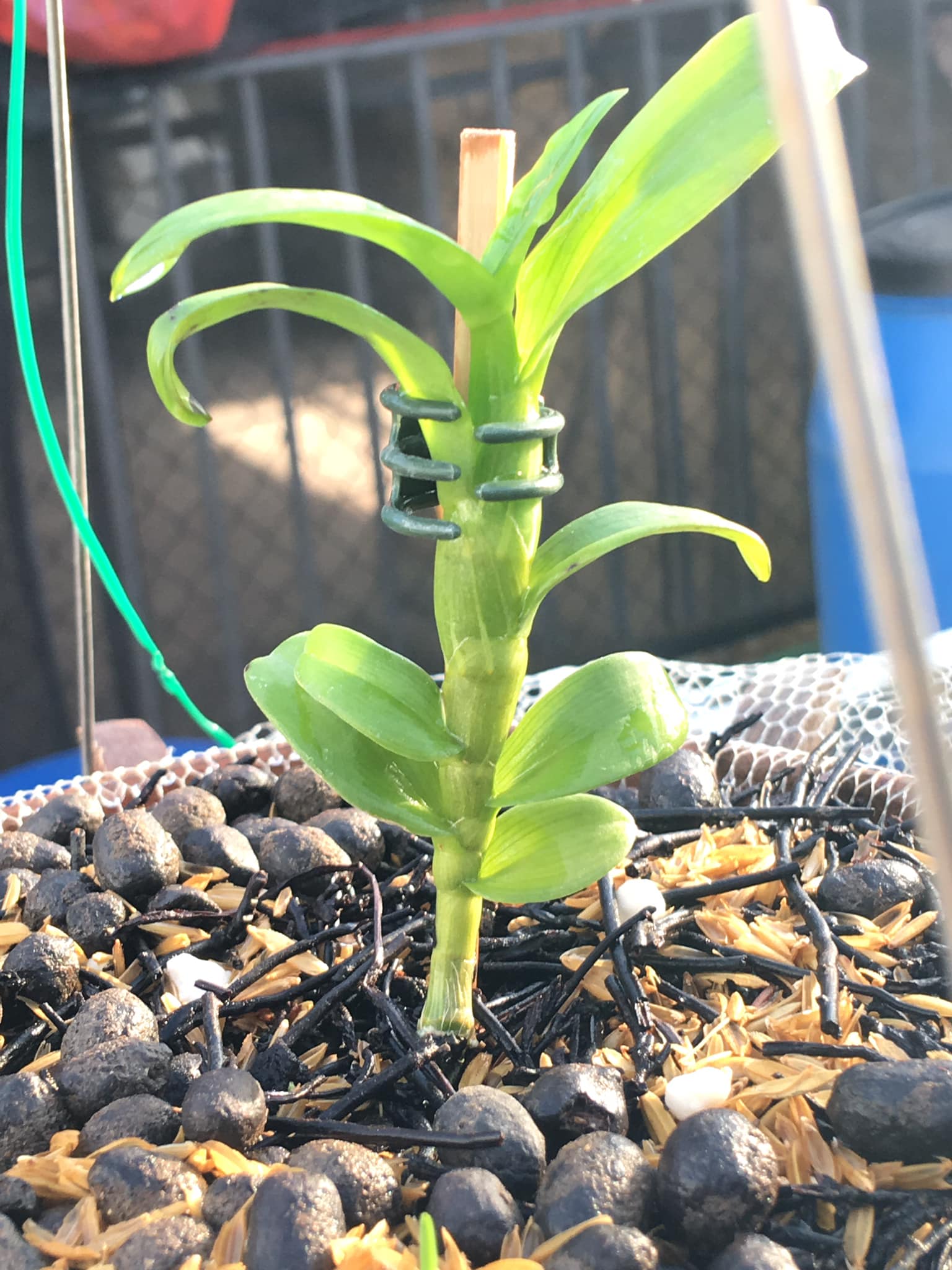 Lan Phi Điệp 🍀FREESHIP🍀 5 Cánh Trắng HO [ Ươm Kie ]