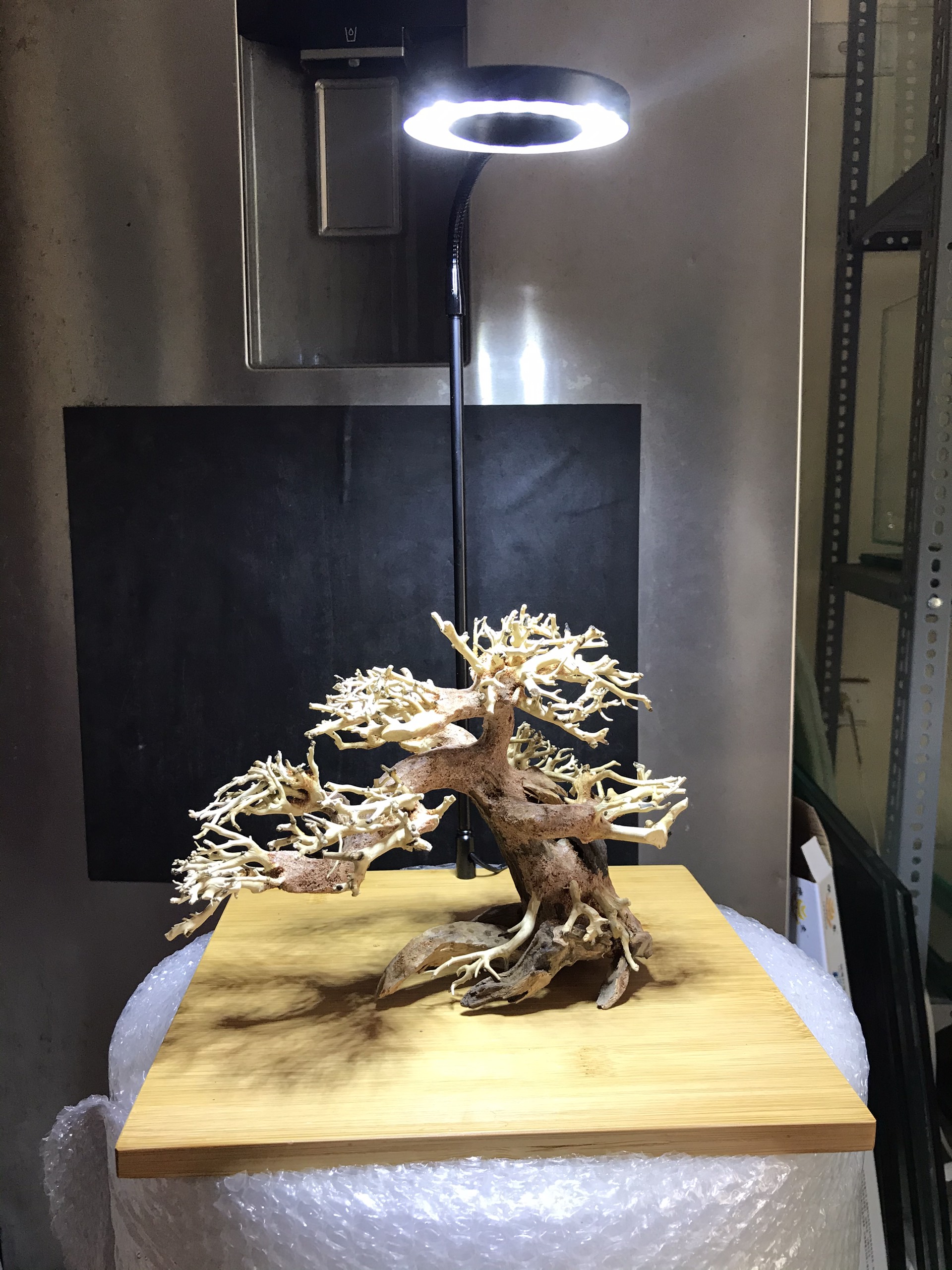 Lũa bonsai trang trí bể thủy sinh - bể cá cảnh 20x15cm