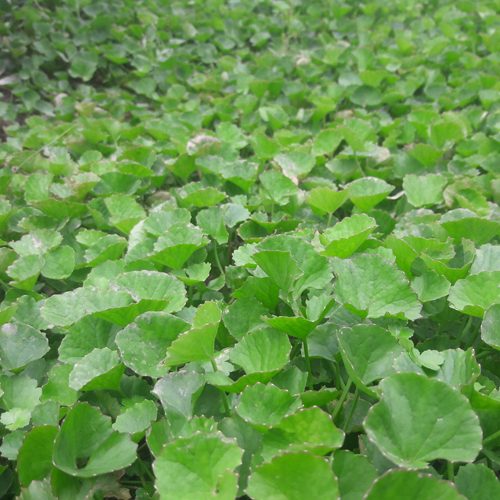 Hạt giống Rau má lá nhỏ VTS55 | Vạn Tín Store