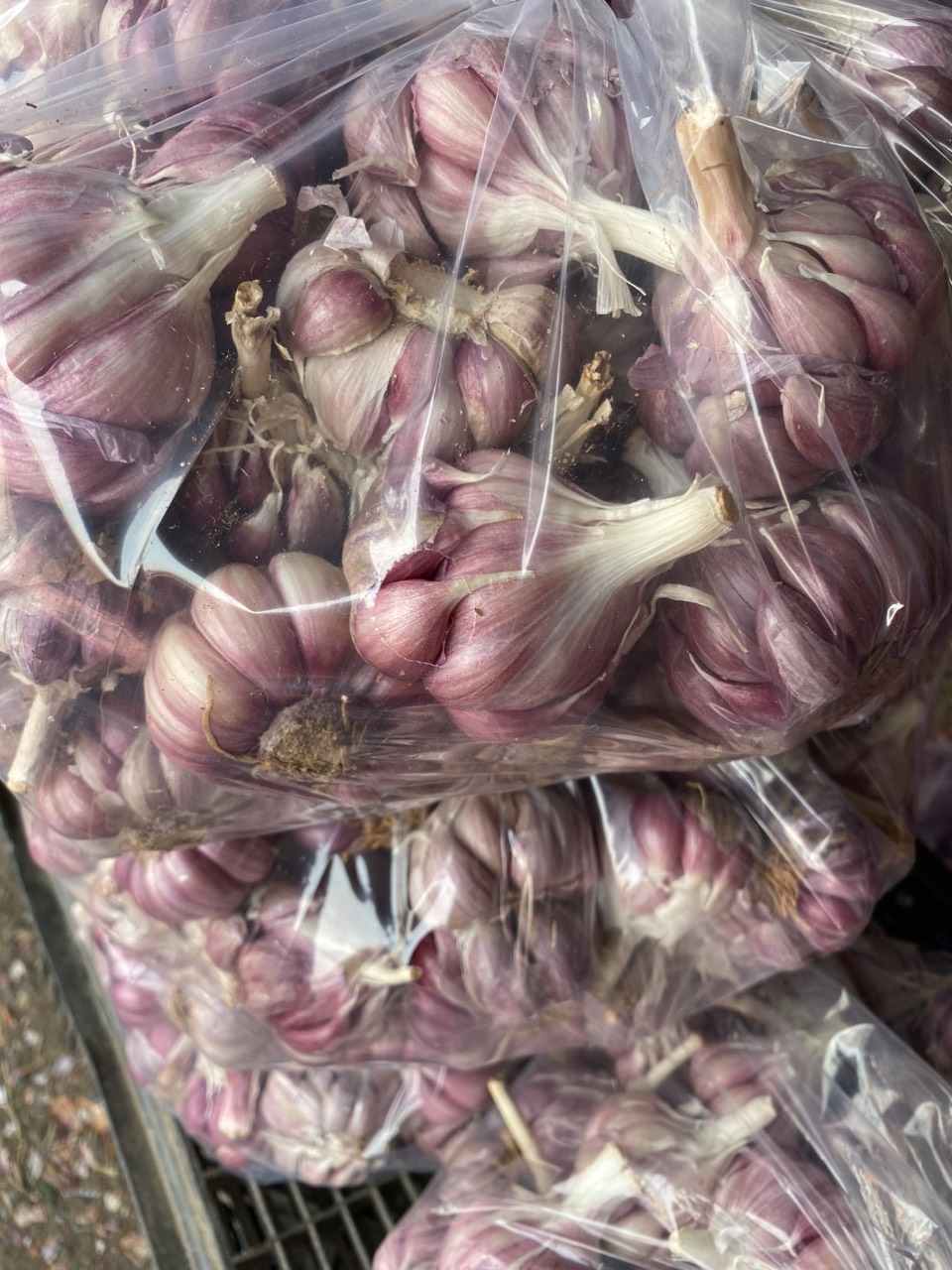 (miễn ship toàn quốc) 1kg Tỏi Tím rặc lựa từng củ đảm bảo chất lượng không hư bất kỳ củ nào ( Tỏi Tím Lý Sơn, Tỏi tím Đà Lạt, Tỏi Cô Đơn, Hành Tím)