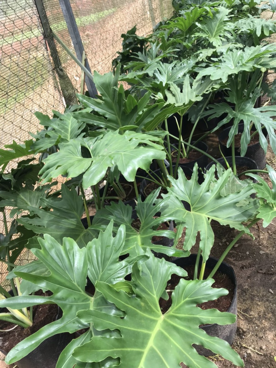 Trầu Bà Thanh Xuân