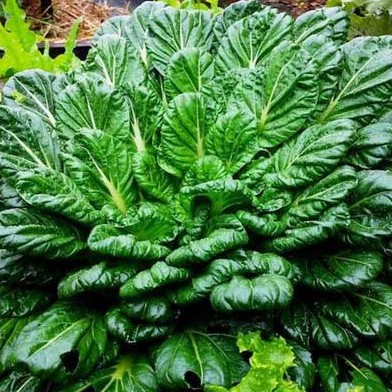 Hạt Giống Cải Hoa Hồng Tatsoi