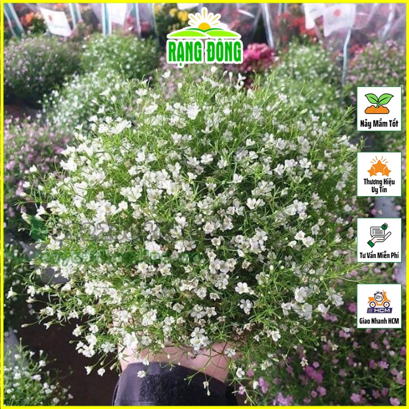 Hạt giống Hoa Baby Trắng Dễ Trồng, Dùng Làm Hoa Khô Trang Trí - Hạt giống Rạng Đông