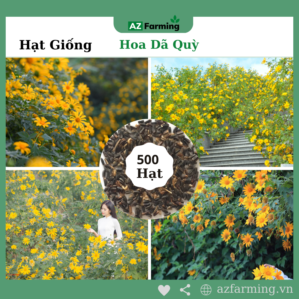 Hạt giống hoa dã quỳ vàng - gói 500 hạt - az farming