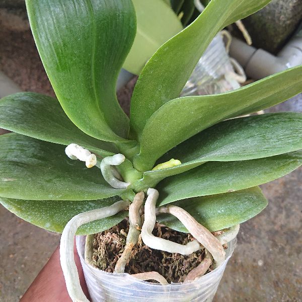 Combo 5 Cây LAN HỒ ĐIỆP đang Ngồng Hoa