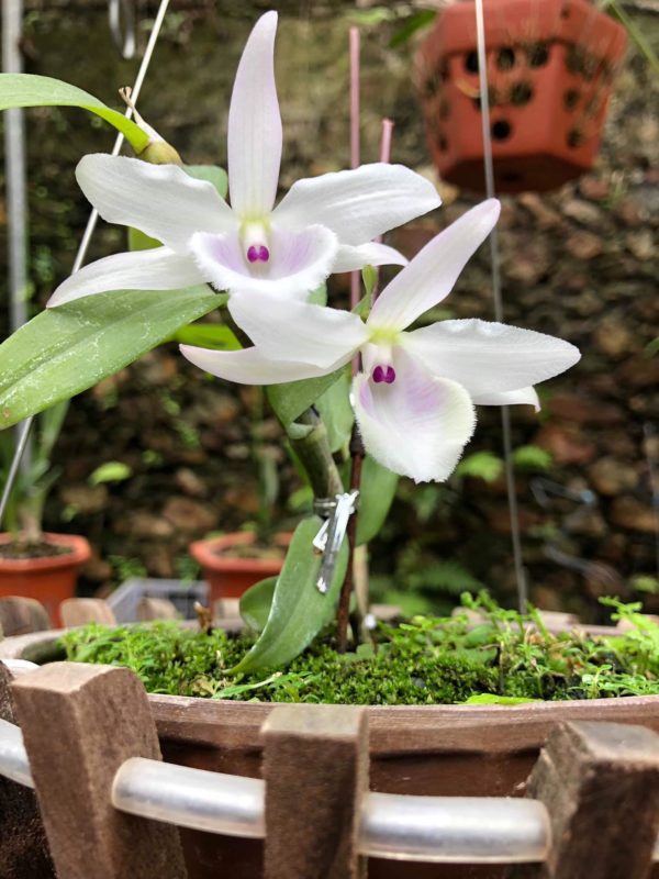 Phi Điệp Hồng Bích Quyết hàng giống