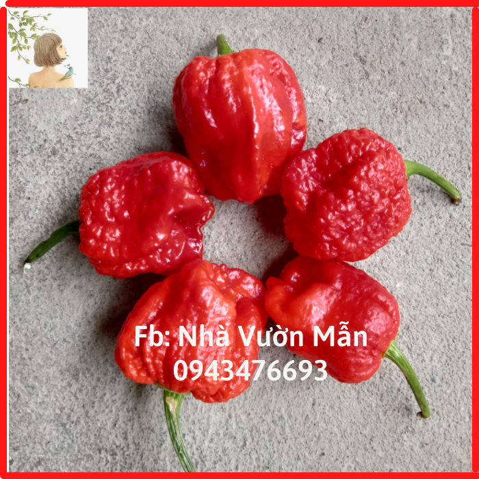 1 trái ớt carolina reaper red - ớt cay nhất thế giới