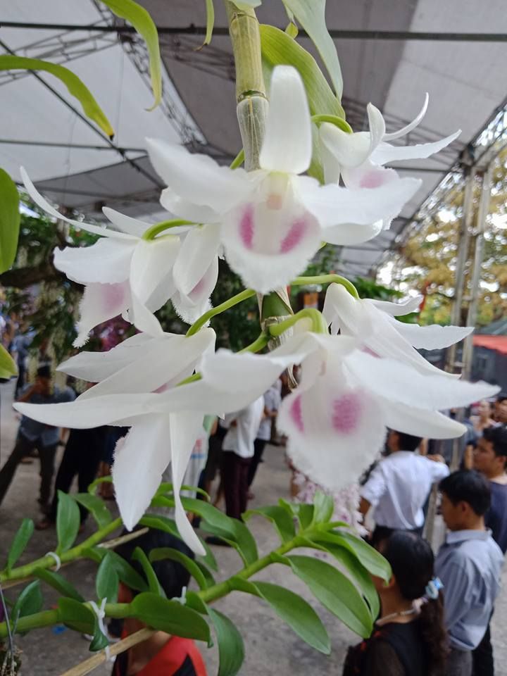 CỐC Lan phi điệp đột biến 5 CÁNH TRẮNG PHỦ TRÌ - Hoa siêu đẹp giá rẻ - Hàng gieo hạt - Cây y hình