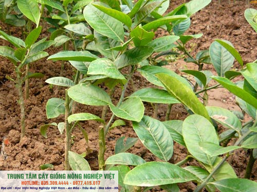 Cây giống phật thủ giống chuẩn cao 60-80cm
