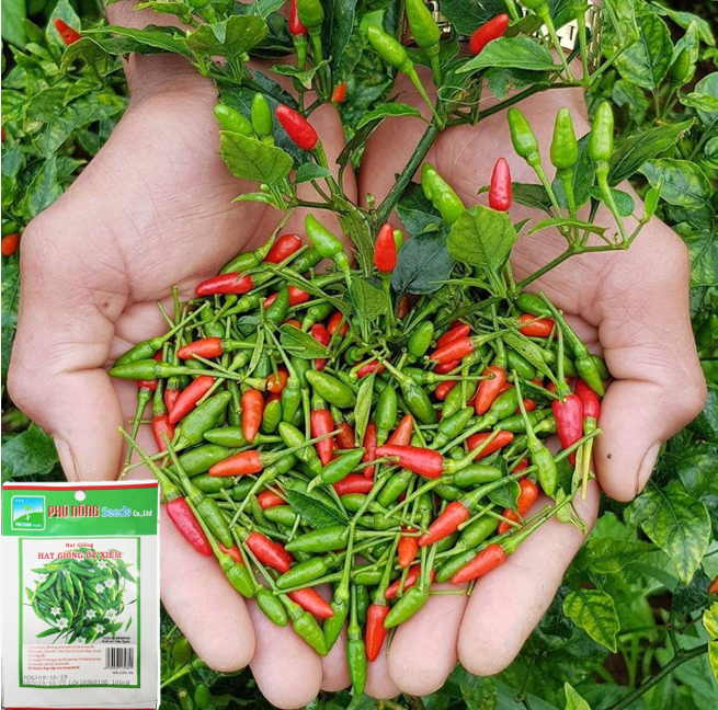 [HCM]Hạt giống ớt Xiêm (Ớt Hiểm xanh Ớt Chim) Phú Nông - Dễ trồng sai trái sinh trưởng mạnh kháng bệnh tốt VTNN Nông Điền Trang