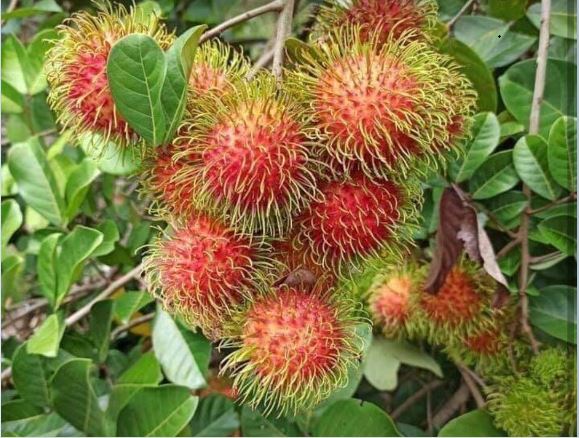 Mức Chôm Chôm Sấy