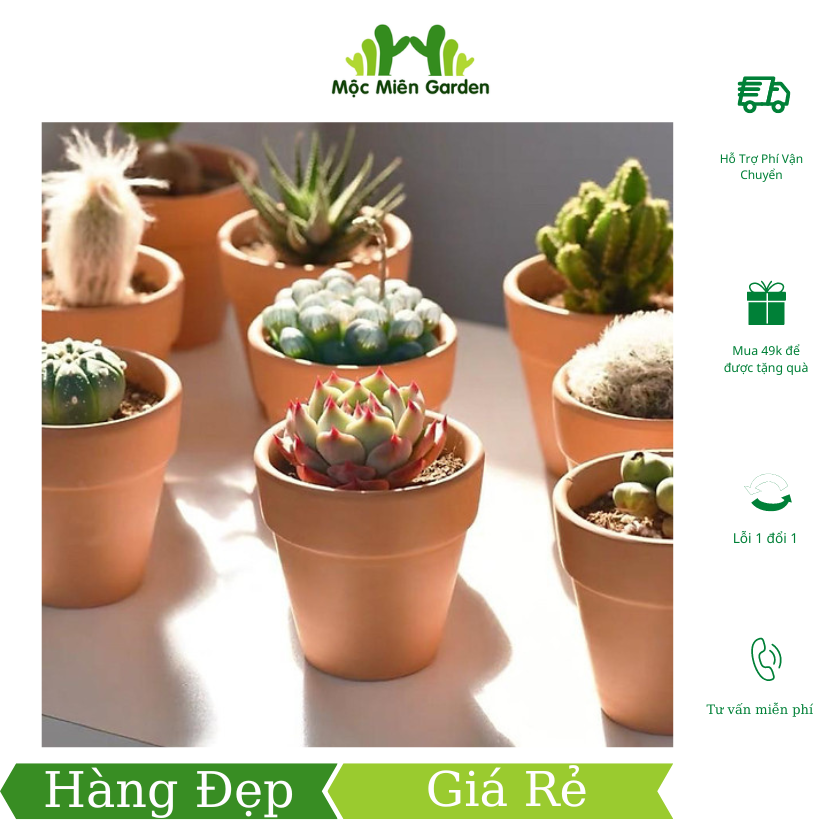 Combo chậu nung kèm sen đá giống mới mộc miên garden