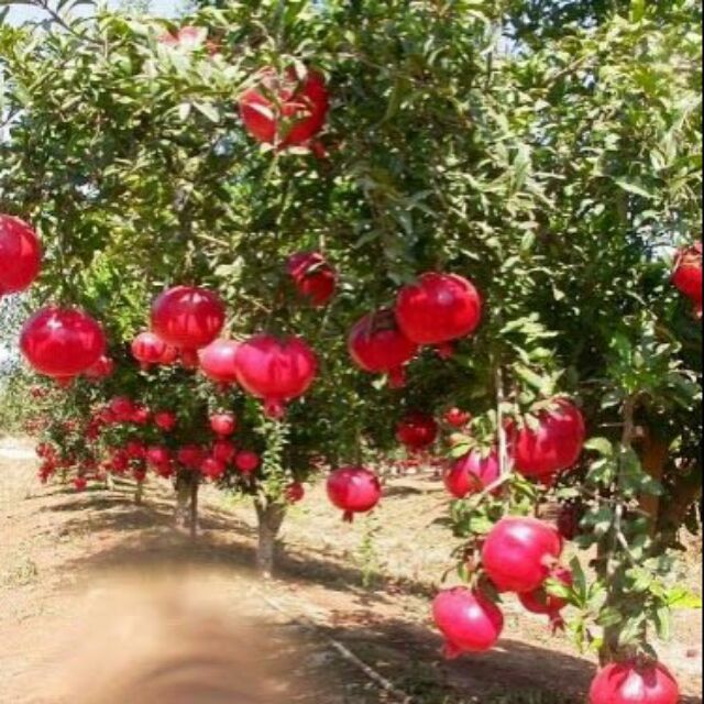 Cây lựu đỏ ấn độ ra quả sau 4 tháng, chất lượng đảm bảo an toàn đến sức khỏe người sử dụng, cam kết hàng đúng mô tả