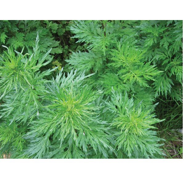 Lá Ngải Cứu Khô  - 1Kg