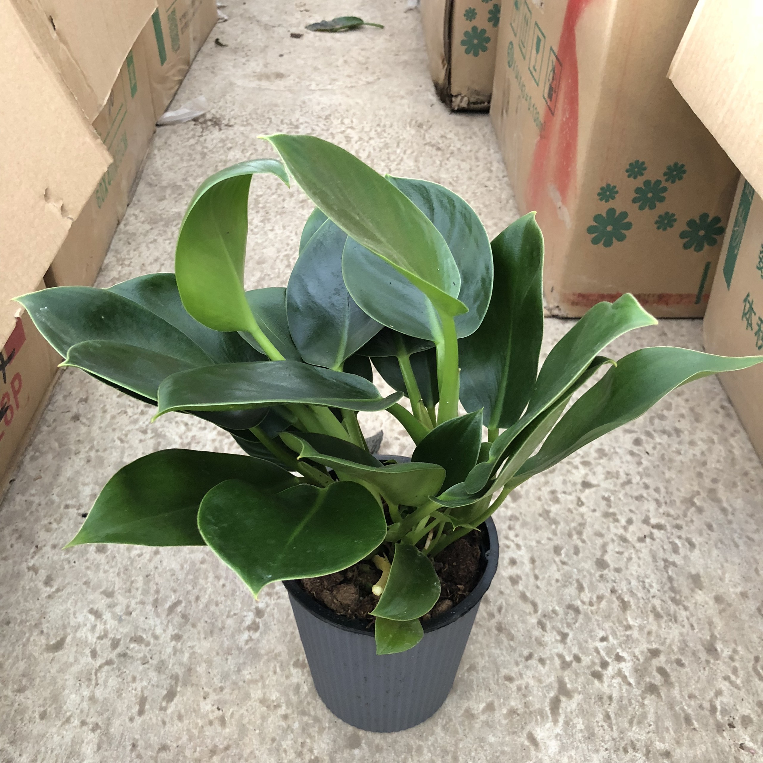 Cây trầu bà đế vương mini để bàn cao 15-20cm thanh lọc không khí nhỏ gọn thích hợp để văn phòng, bàn làm việc