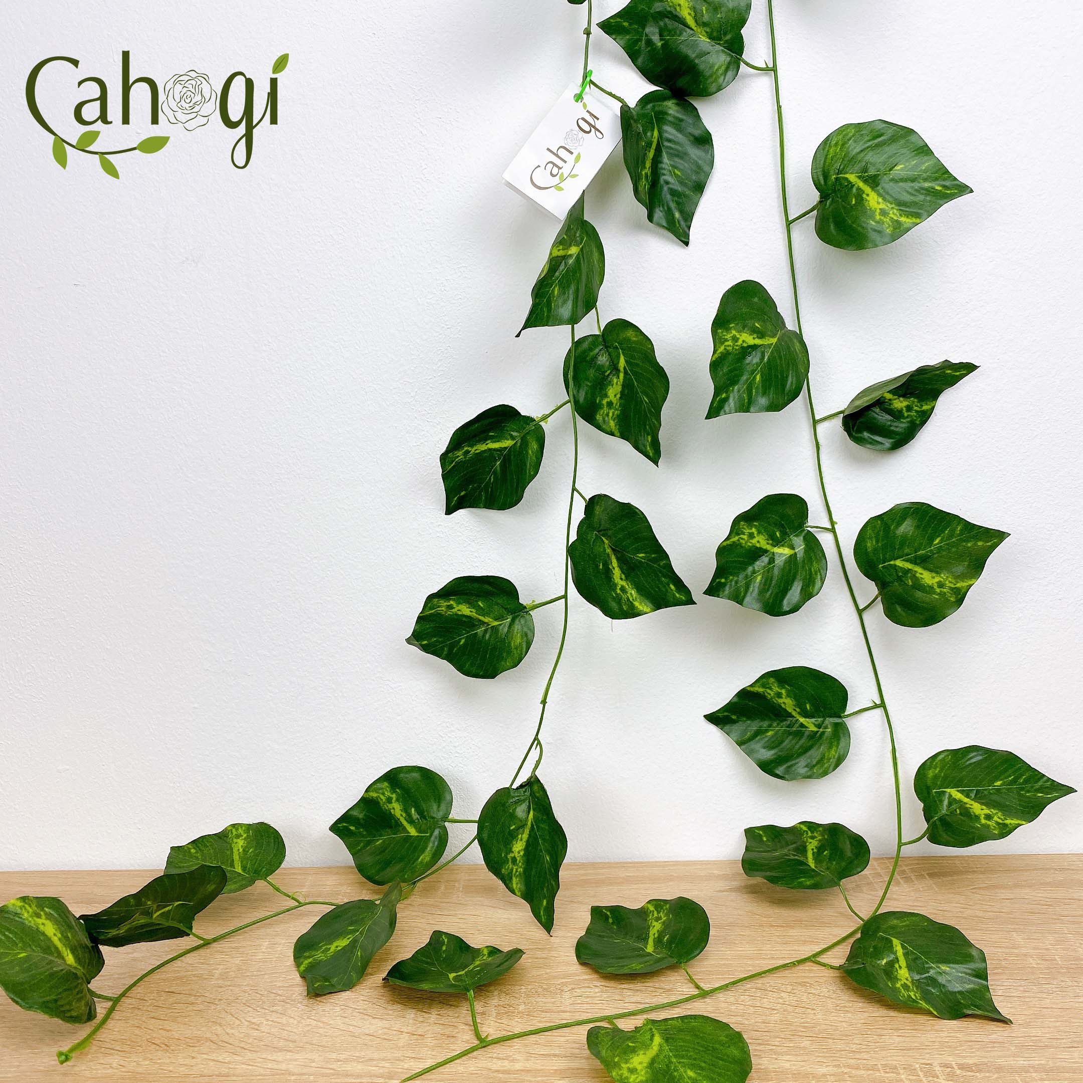 Combo 5 Sợi Dây Leo Lá To Lá Trầu Bà