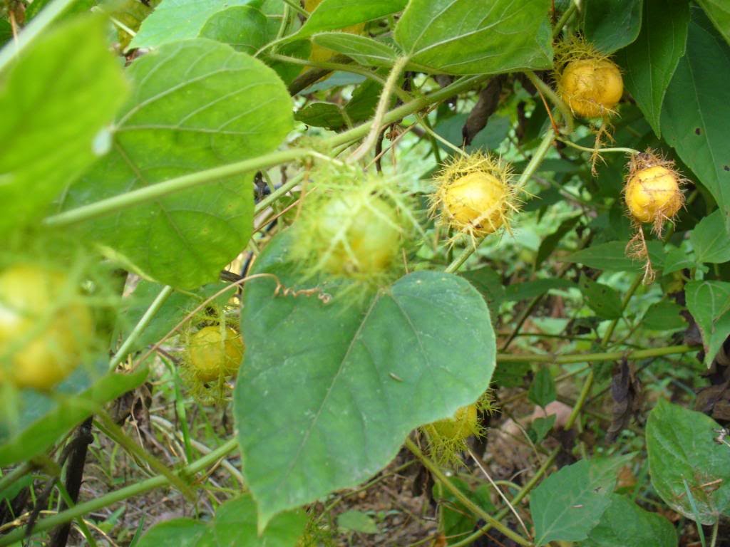 Lạc tiên khô hỗ trợ giảm mất ngủ, thanh nhiệt cơ thể, thảo dược thiên nhiên Việt Nguyên 1kg