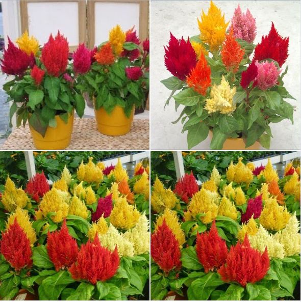 Hạt Giống hoa mào gà lửu mix màu-Gói 50 hạt