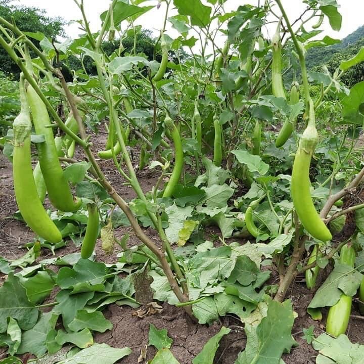 20h Hạt giống cà xanh mỡ sai trái
