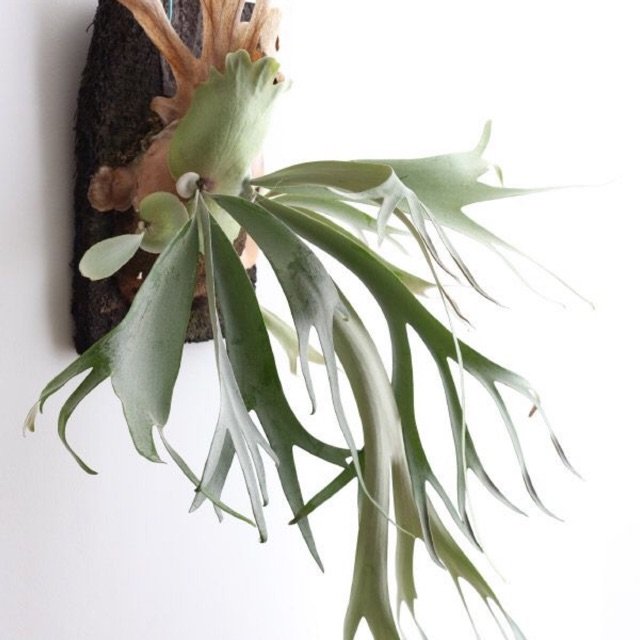 Cây gạc nai - Placerium Alcicorne. cây lớn.