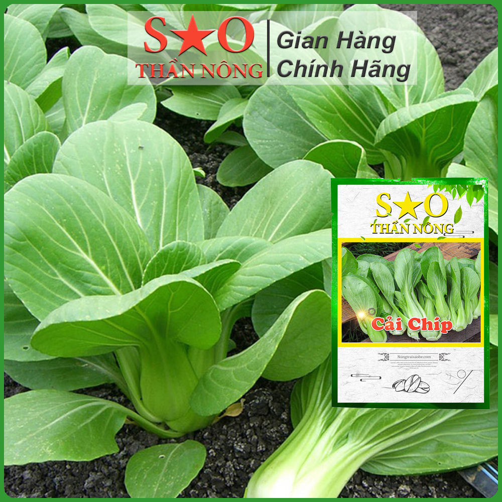 Hạt giống cải chíp 5g cao sản