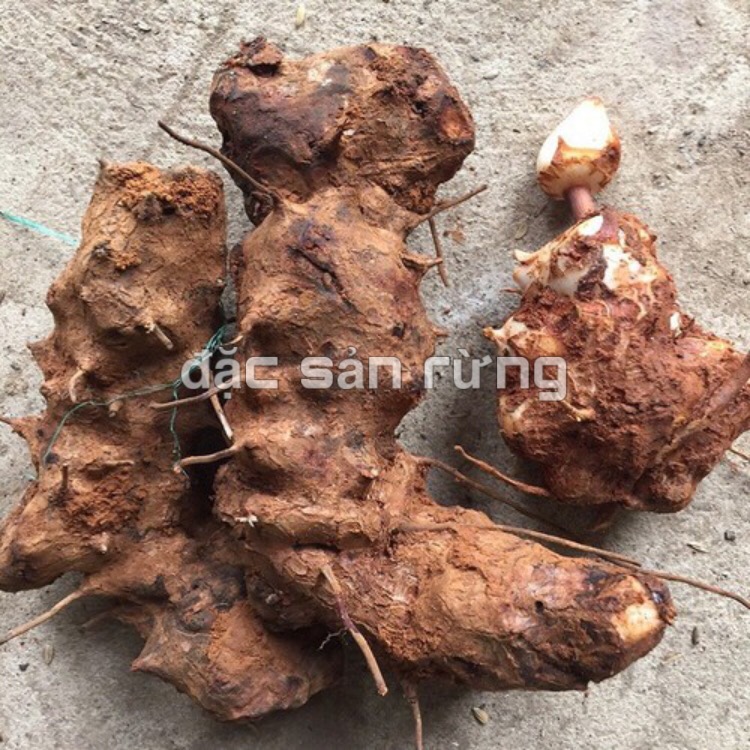 Củ Khúc Khắc Tươi 1kg ( Thổ Phục Linh ) - ĐSR