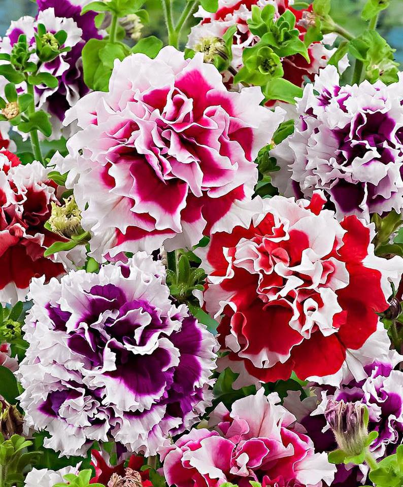 "Gói 50 Hạt " Hạt giống hoa dạ yến thảo kép viền nhiều màu