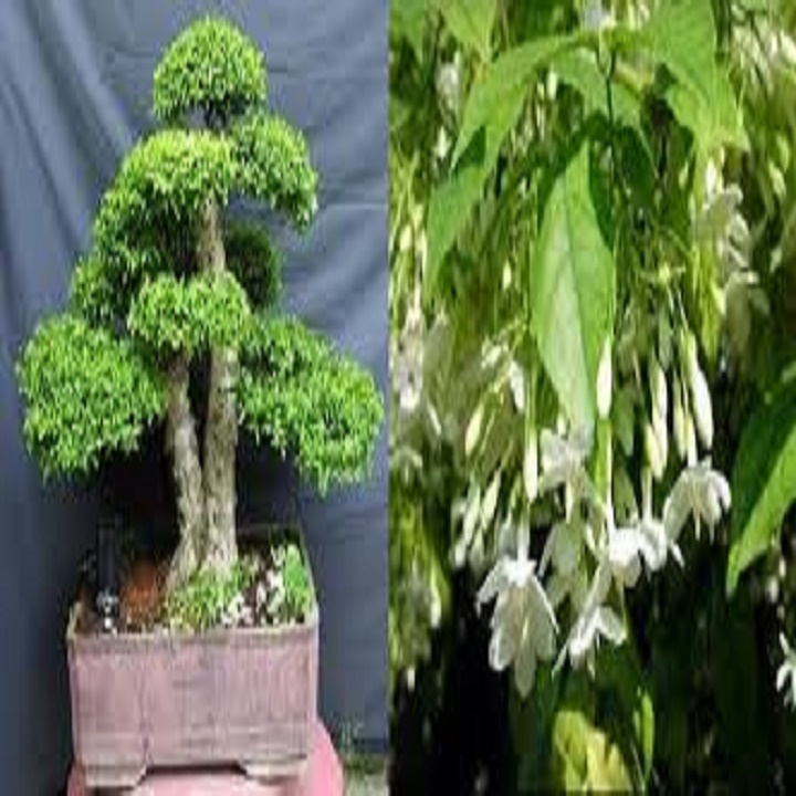 CHẬU CÂY MAI CHIẾU THỦY (MAI TRẤN THỦY, MAI TRÚC THỦY ) VƯỢNG PHONG THỦY - MAICHIEUTHUY