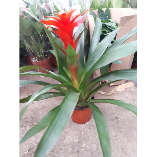 Cây lan đuốc ( dứa cảnh)