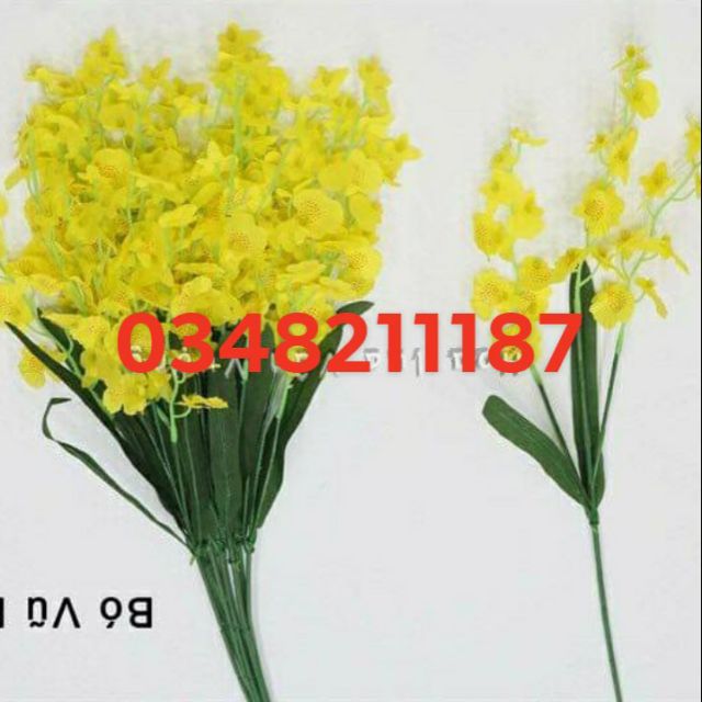 Hoa lan vũ nữ giả, cành 3 nhánh